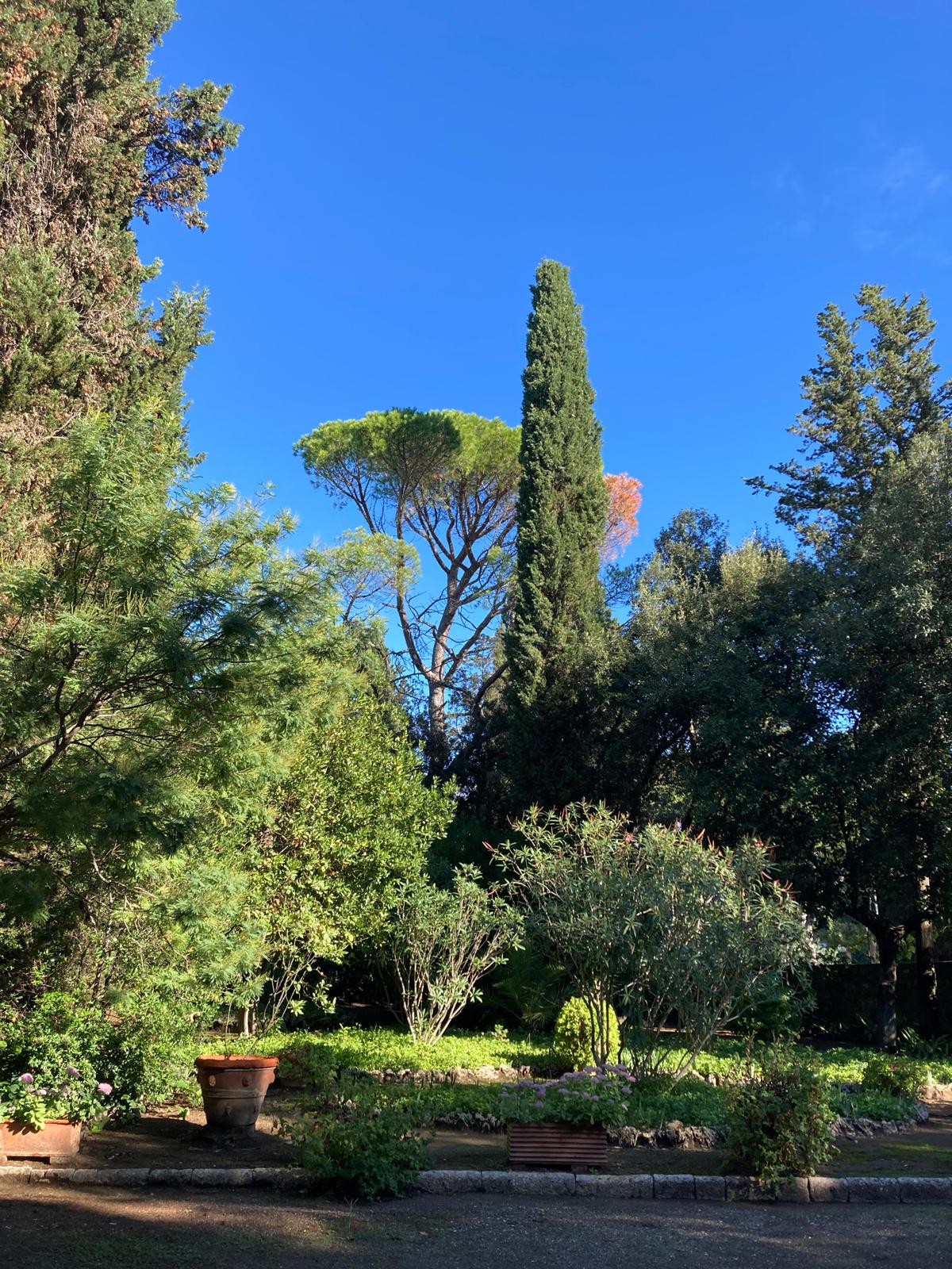 Giardino con pini marittimi e cipressi