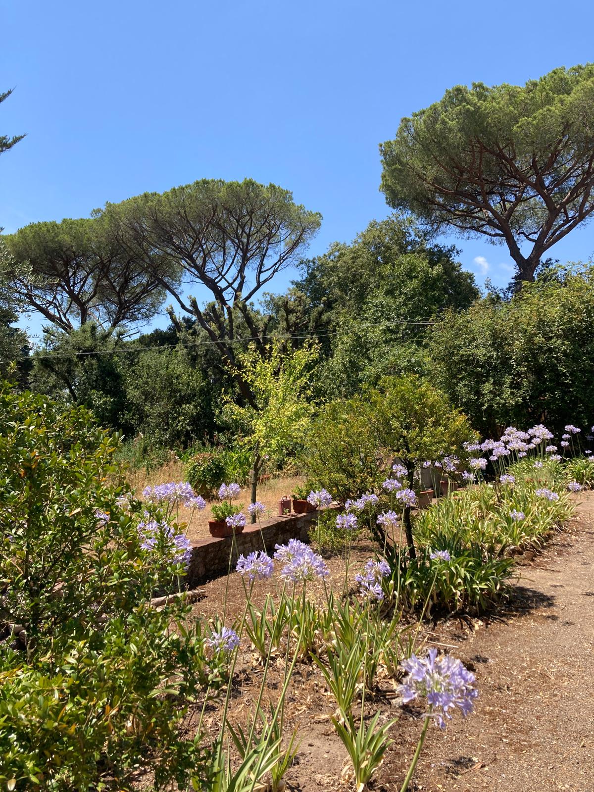 Vialetto con agapanti in fiore